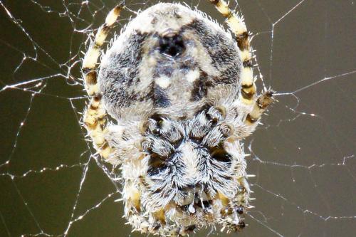 Araneus sp.