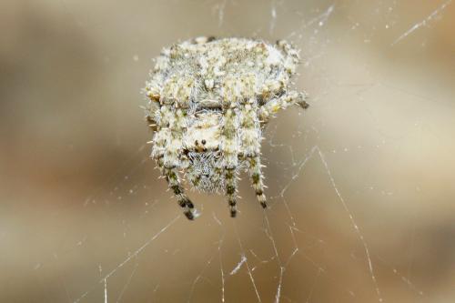 Araneus sp.