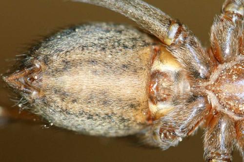 Eratigena agrestis