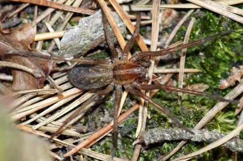 Eratigena agrestis