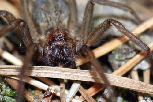 Eratigena agrestis