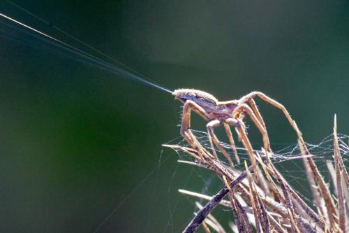 Pisaura mirabilis