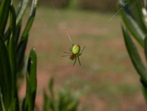 Araniella sp.