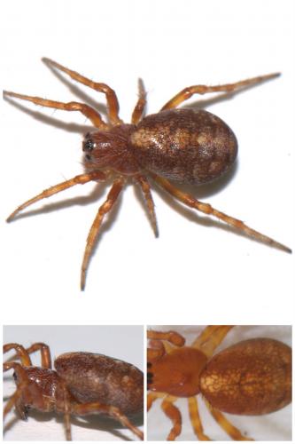 Réf. 51 373 : Cercidia prominens