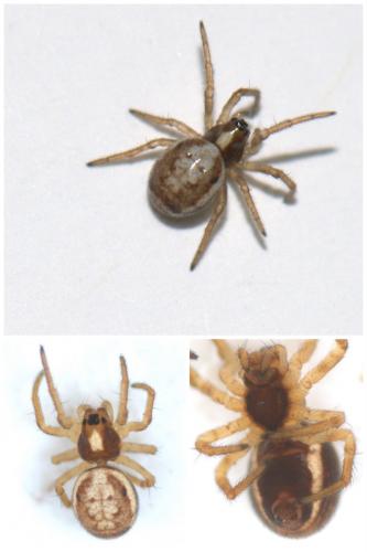 Réf. 51 599 : Hypsosinga albovittata