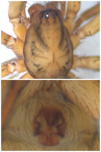Réf. 51 816 : Agroeca inopina