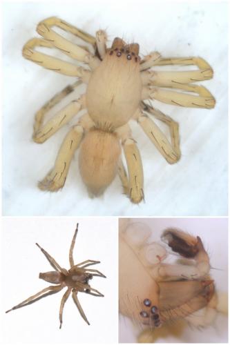 Réf. 51 430 : Clubiona terrestris