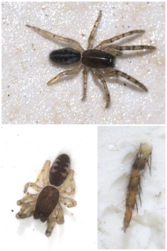 Réf. 51 386 : Segestria senoculata