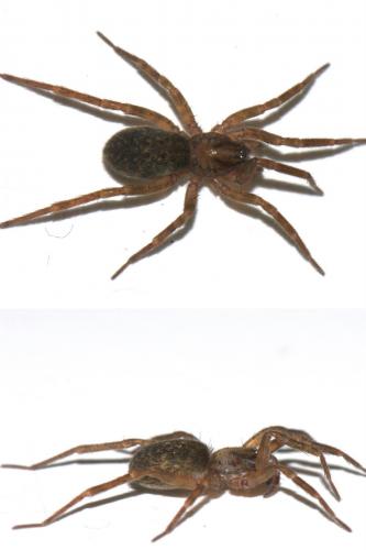 Réf. 51 868 : Agroeca inopina