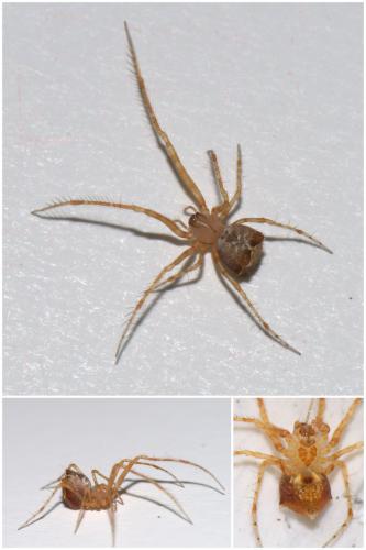 Réf. 51 037 : Ero tuberculata