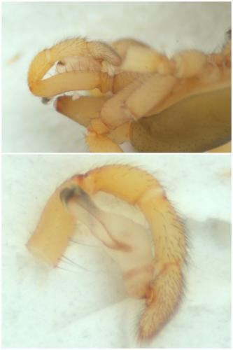 Dysdera erythrina