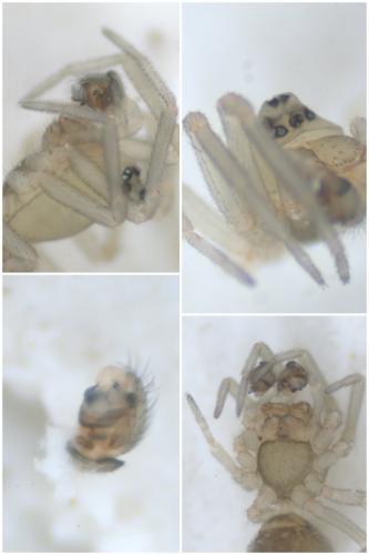 Réf. 51 100 : Monocephalus sp.