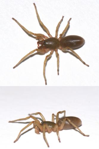 Dysdera erythrina