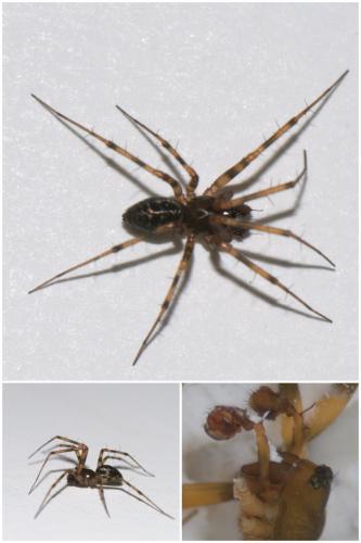 Réf. 51 107 : Lepthyphantes minutus