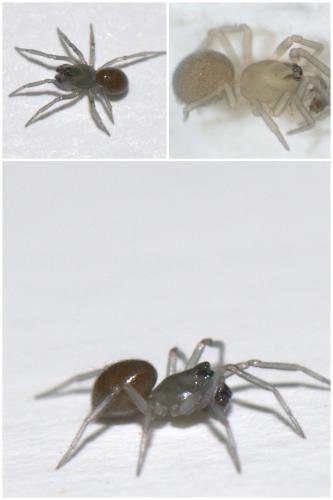 Monocephalus sp.