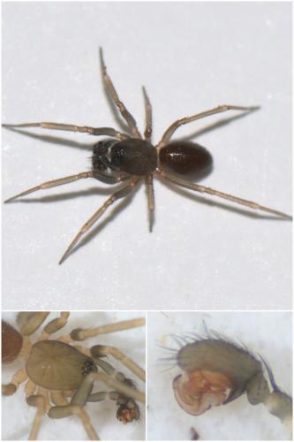 Microneta viaria