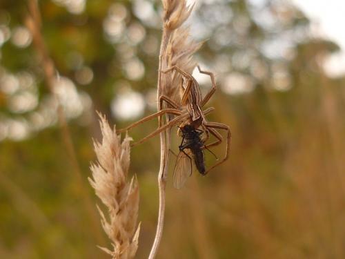 Réf. 51 099 : Pisaura mirabilis