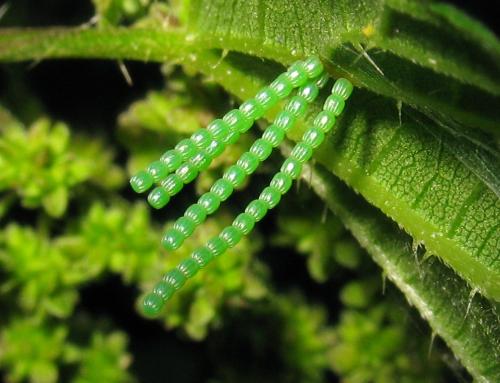 Araschnia levana