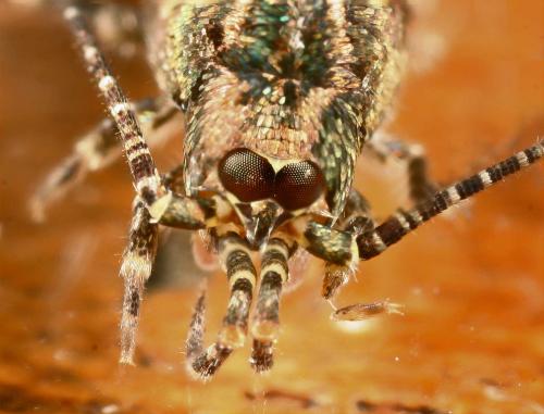 Réf. 51 158 : Trigoniophthalmus alternatus