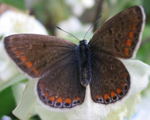 Polyommatus icarus