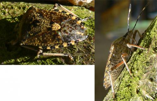 Rhaphigaster nebulosa