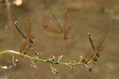Calopteryx haemorrhoidalis