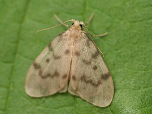 Nudaria mundana