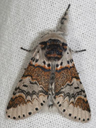 Furcula furcula