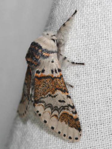 Furcula furcula