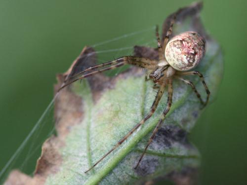 Metellina sp.