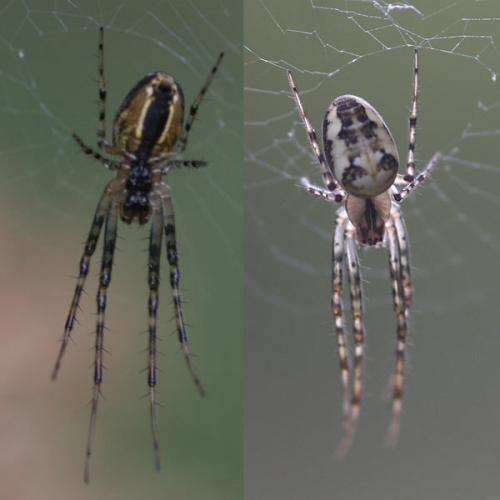 Metellina sp.