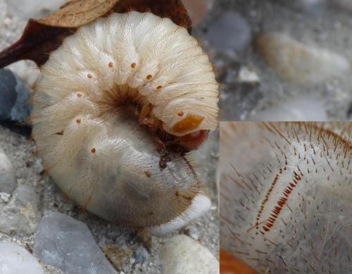 Cetonia aurata aurata