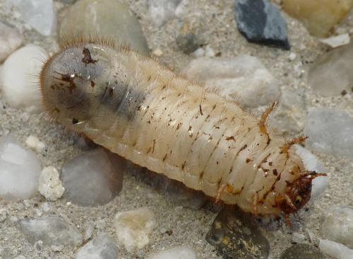 Réf. 51 588 : Cetonia aurata aurata