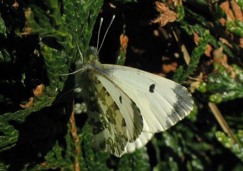 Réf. 51 113 : Anthocharis cardamines