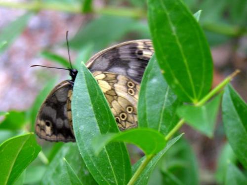 Melanargia galathea