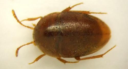 Bathysciola linderi