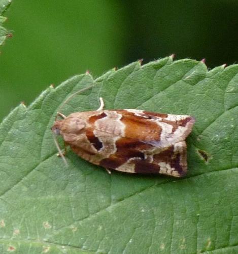 Réf. 51 830 : Archips xylosteana