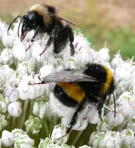 Bombus sp.