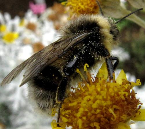 Bombus sp.