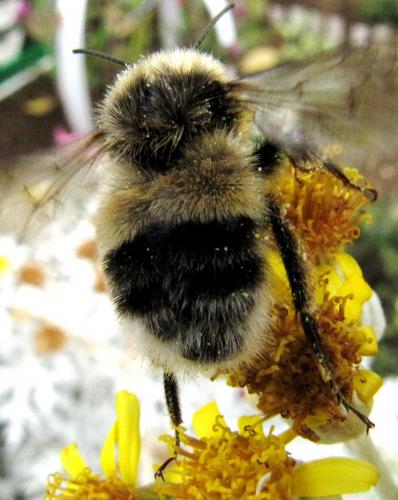 Réf. 51 651 : Bombus sp.
