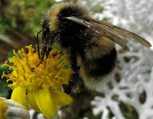 Réf. 51 631 : Bombus sp.