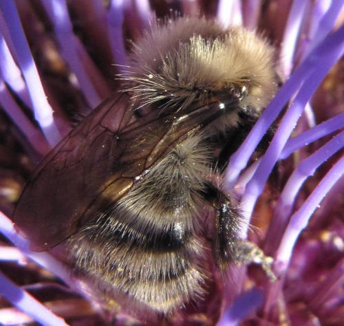 Bombus sp.