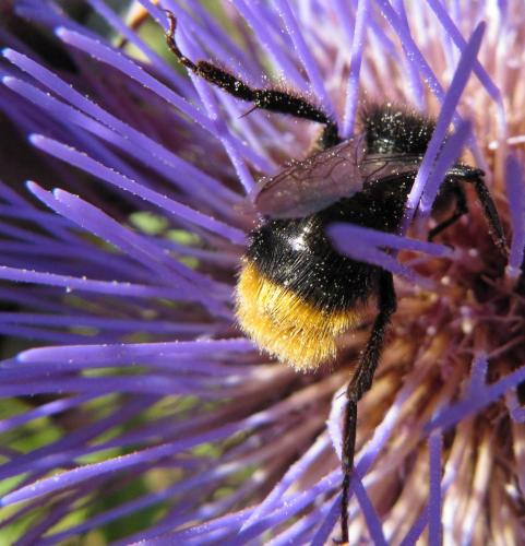 Bombus sp.