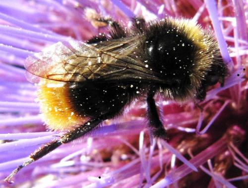 Bombus sp.