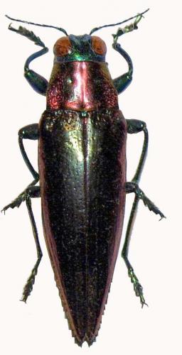 Iridotaenia sp.