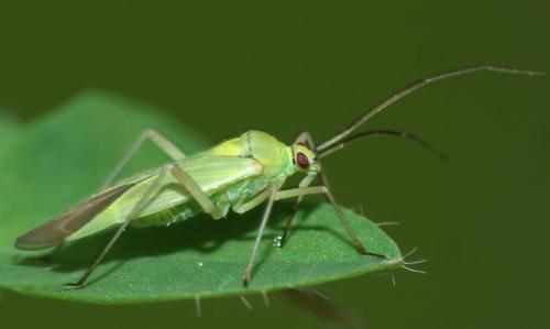 Réf. 51 828 : Calocoris alpestris
