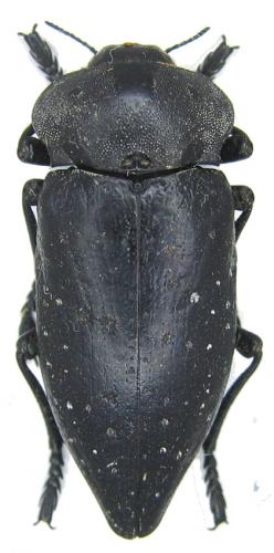Capnodis anthracina
