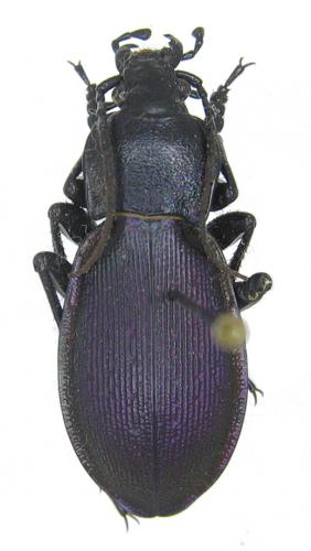 Réf. 51 433 : Carabus violaceus