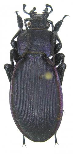 Réf. 51 434 : Carabus violaceus