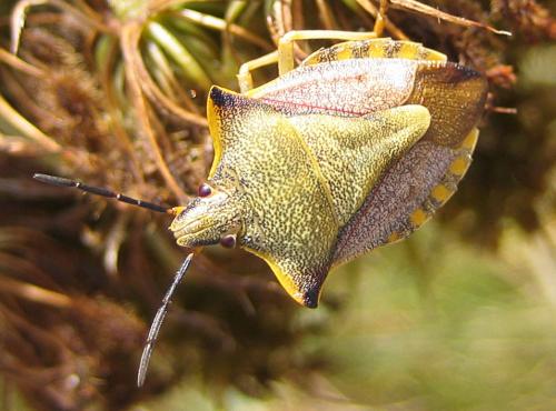 Carpocoris mediterraneus atlanticus